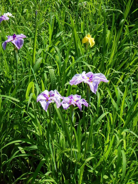 赤堀花しょうぶ園の写真3