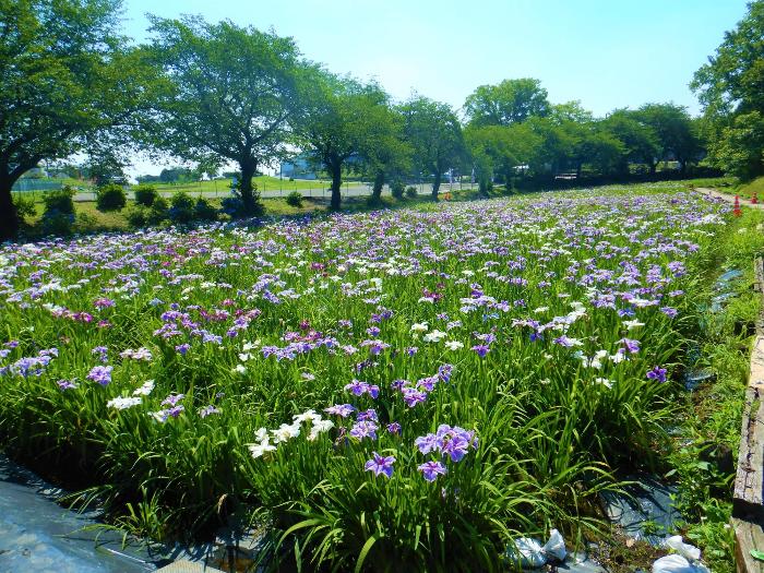 赤堀花しょうぶ園の写真2