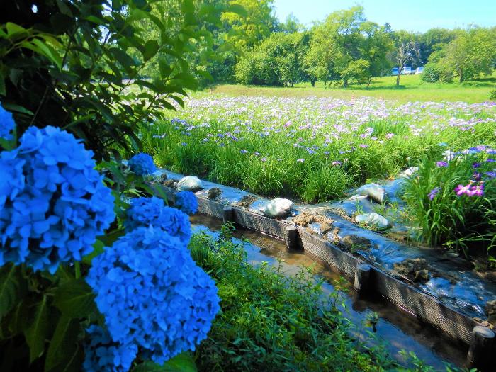 赤堀花しょうぶ園の写真4