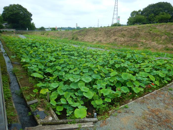 あかぼり蓮園6月24日の写真-1(花は咲いていない)