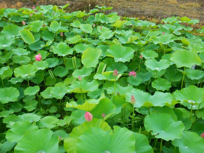 あかぼり蓮園7月3日写真2(つぼみ)