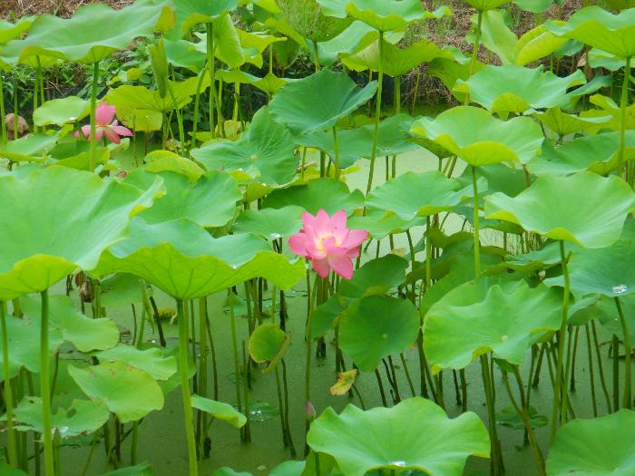 あかぼり蓮園7月3日写真3(咲きはじめ)