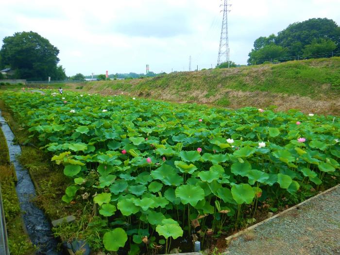 赤堀蓮園7月8日写真1(咲き始め)