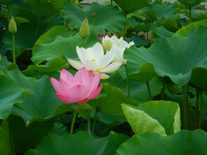 赤堀蓮園7月8日写真2(赤い蓮と白い蓮)