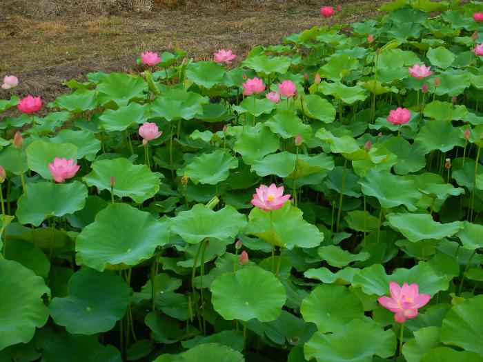 あかぼり蓮園7月8日写真3(花が特に多いエリア)