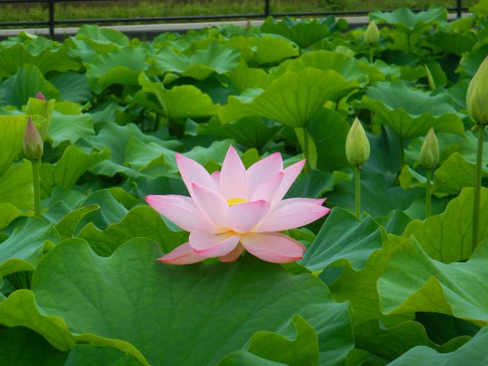 あかぼり蓮園7月8日写真4(咲いたばかりの元気な蓮とつぼみ)