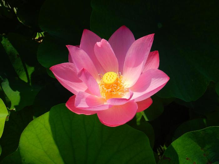 あかぼり蓮園写真(大きな蓮の花)