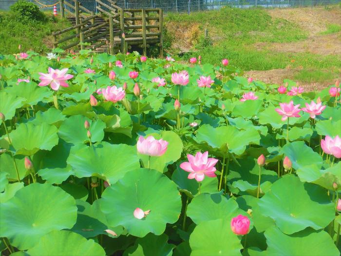 あかぼり蓮園7月10日に撮影した写真(蓮の花が咲き揃う様子)