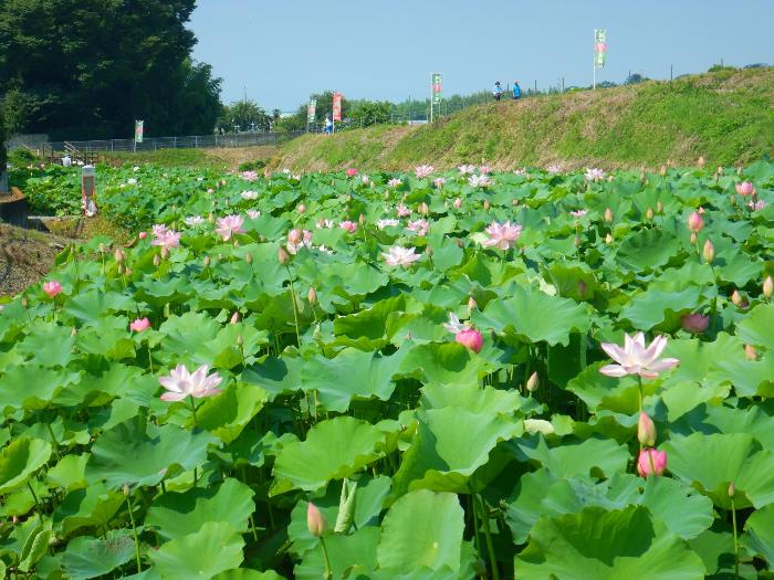 あかぼり蓮園7月10日に撮影した写真(全景・見頃)