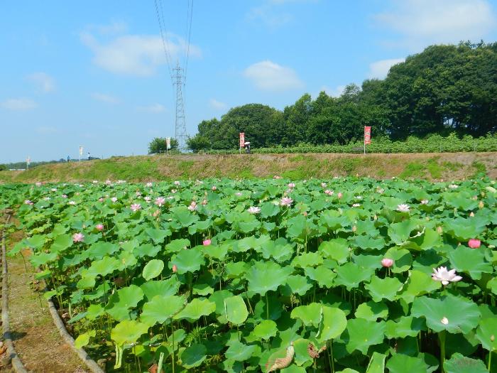 あかぼり蓮園7月10日に撮影した写真(蓮の上にはヒマワリが育っています)