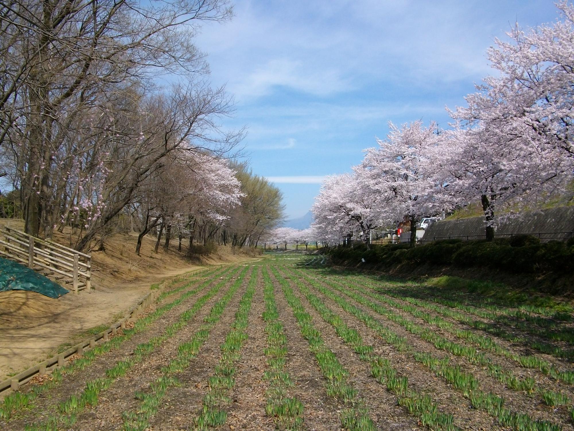 史跡女堀に咲く満開の桜