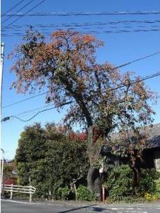 赤堀今井の信濃柿の写真