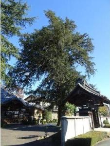 西福寺の大カヤの写真